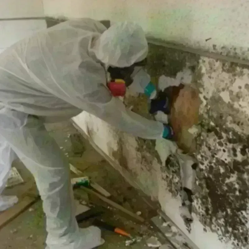 Mold Remediation and Removal in Basye, VA